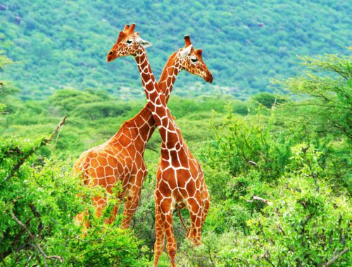 Two giraffes standing next to each other in a field.